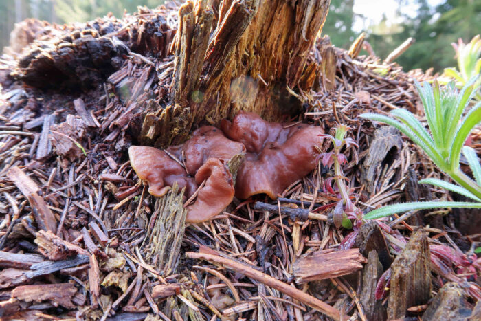 Gyromitra ancilis – Scheibenlorchel, typischer Wuchsort auf Totholz von -nadelbäumen