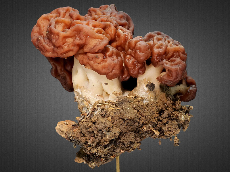 Gyromitra esculenta – Frühjahrs-Giftlorchel