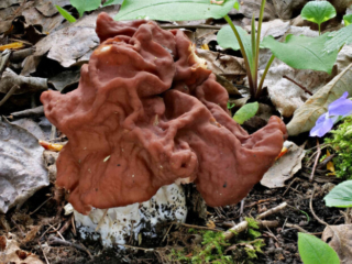 Gyromitra fastigiata &ndash; Zipfel-Lorchel, Prachtexemplar einer Zipfellorchel