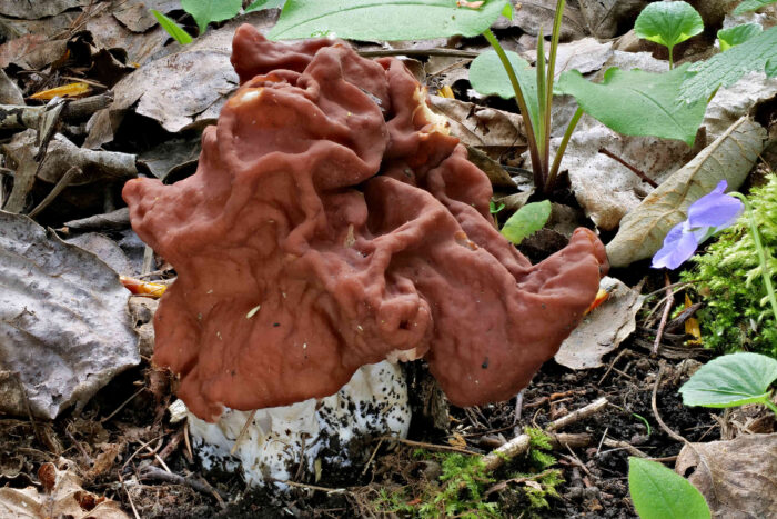 Gyromitra fastigiata – Zipfel-Lorchel, Prachtexemplar einer Zipfellorchel