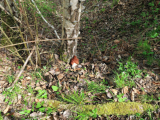 Gyromitra fastigiata &ndash; Zipfel-Lorchel, w&auml;chst direkt an der Birke und wurde dort nicht drapiert