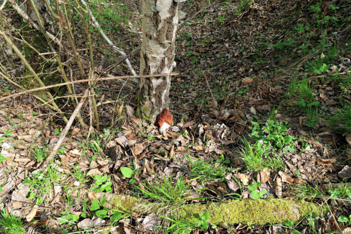 Gyromitra fastigiata – Zipfel-Lorchel, wächst direkt an der Birke und wurde dort nicht drapiert