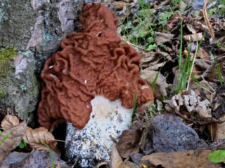 Gyromitra fastigiata &ndash; Zipfel-Lorchel, diese kann mehr als 30 cm hoch werden; hier 25 cm