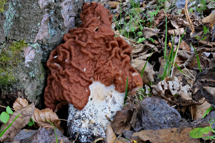 Gyromitra fastigiata – Zipfel-Lorchel, diese kann mehr als 30 cm hoch werden; hier 25 cm