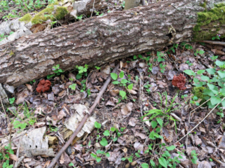 Gyromitra fastigiata &ndash; Zipfel-Lorchel, zwei sch&ouml;ne Exemplare