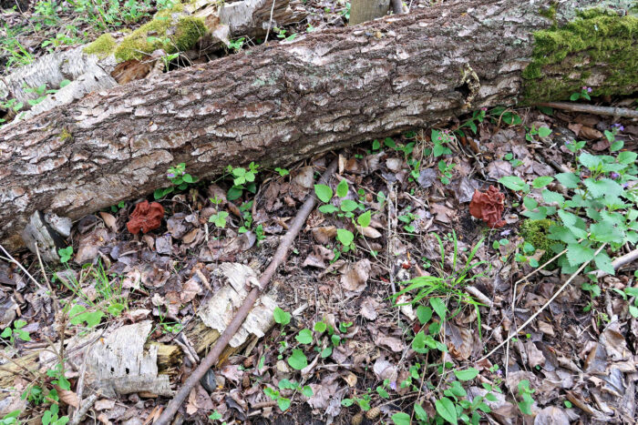 Gyromitra fastigiata – Zipfel-Lorchel, zwei schöne Exemplare