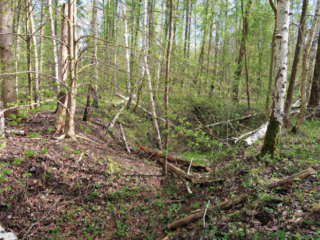 Gyromitra fastigiata &ndash; Zipfel-Lorchel, Fundort ist ein Auwald im Norden von Sachsen