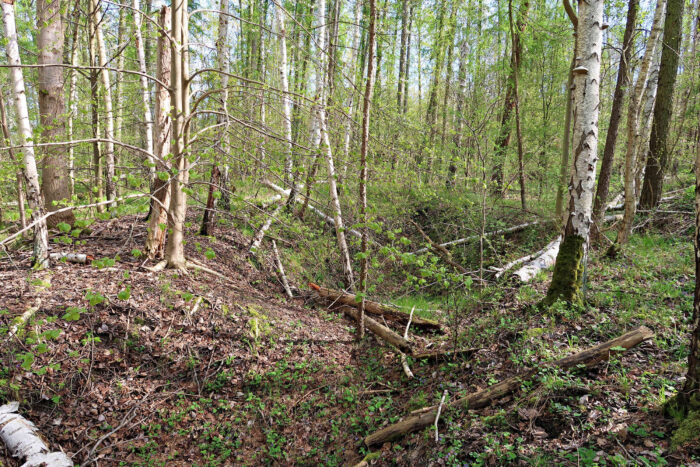 Gyromitra fastigiata – Zipfel-Lorchel, Fundort ist ein Auwald im Norden von Sachsen