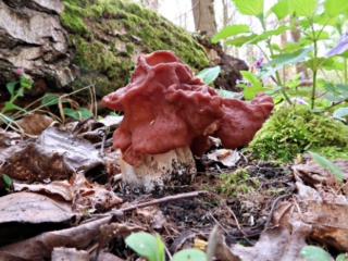 Gyromitra fastigiata &ndash; Zipfel-Lorchel, am Hut gebogene Lappen, wobei meist drei Zipfel ausgebildet werden
