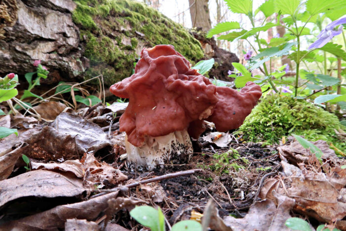 Gyromitra fastigiata – Zipfel-Lorchel, am Hut gebogene Lappen, wobei meist drei Zipfel ausgebildet werden