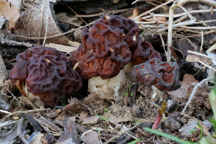 Gyromitra esculenta – Frühjahrs-Giftlorchel, schöne 3er-Gruppe am Standort