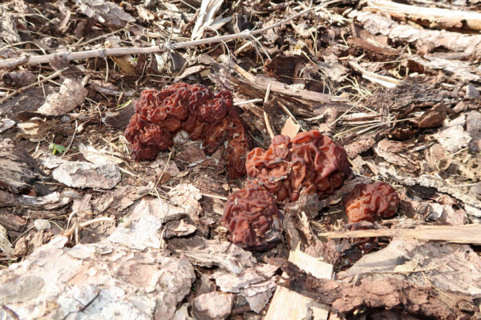 Gyromitra esculenta – Frühjahrs-Giftlorchel, am Standort auf einem ehemaligen Holzlagerplatz