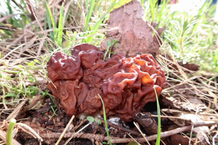 Gyromitra esculenta – Frühjahrs-Giftlorchel, schönes Exemplar am Standort