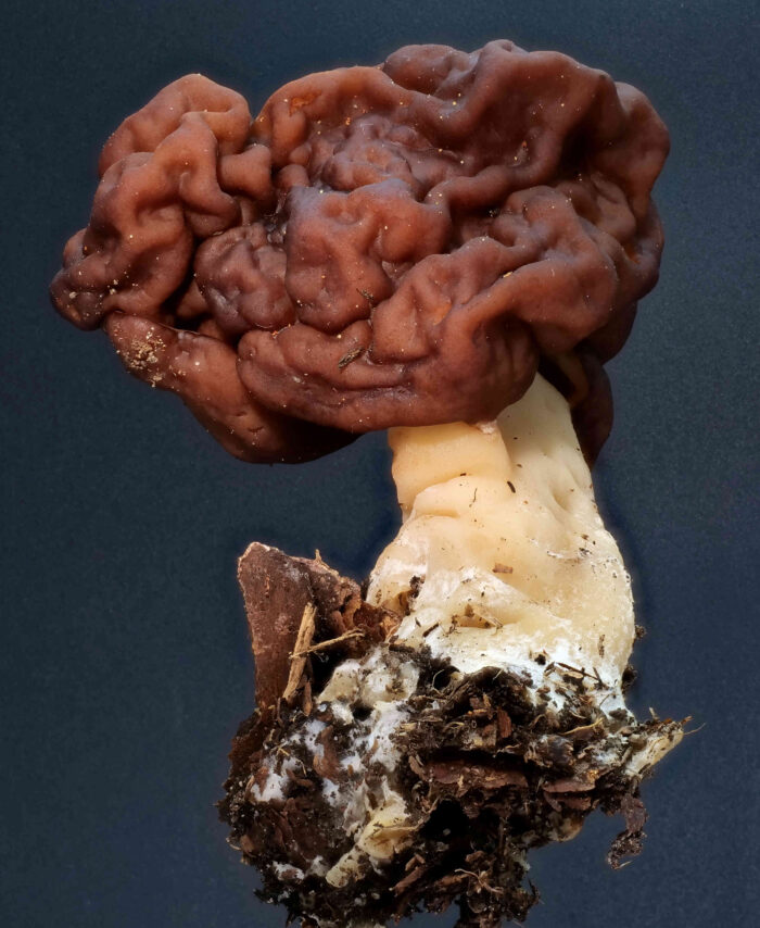 Gyromitra esculenta – Frühjahrs-Giftlorchel, großes Exemplar, Studiophoto