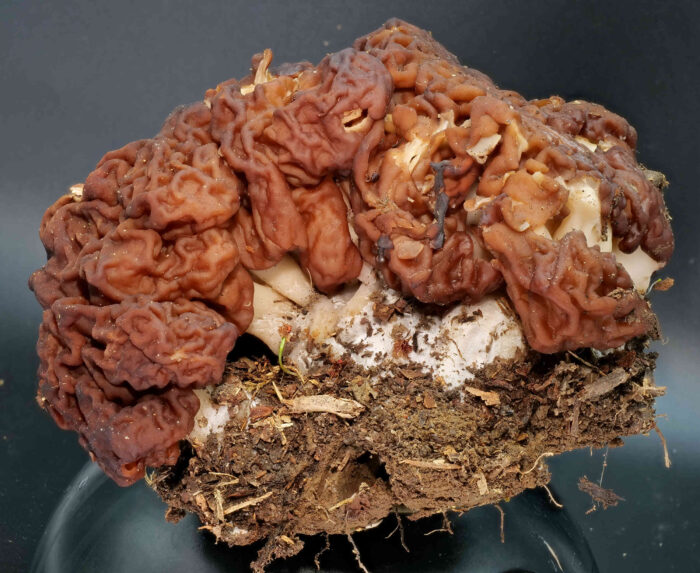 Gyromitra esculenta – Frühjahrs-Giftlorchel, typisch sind die hirnartigen Windungen des Hutes