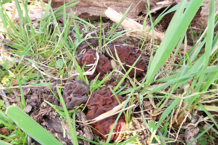 Gyromitra esculenta – Frühjahrs-Giftlorchel, ist wirklich ein Giftpilz