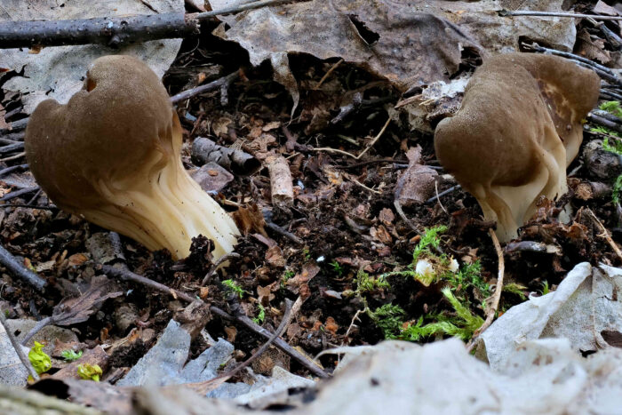 Helvella acetabulum – Hochgerippte Lorchel, zwei traumhafte Pilze