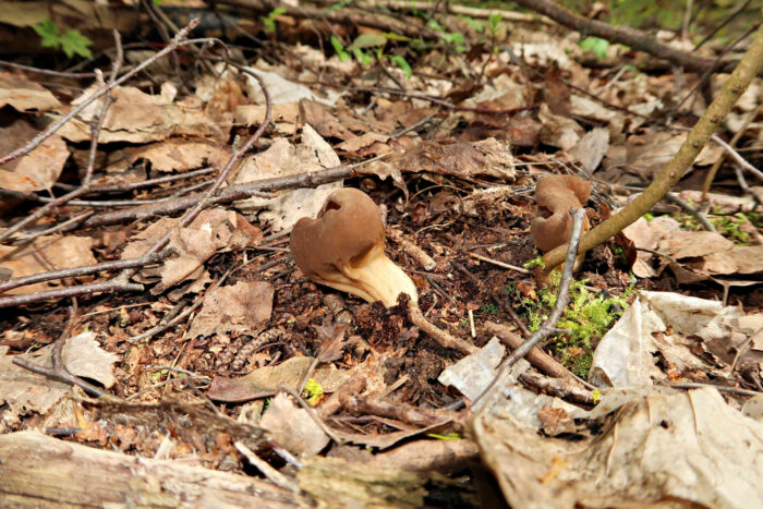 Helvella acetabulum – Hochgerippte Lorchel, Gruppe in einem Auwald