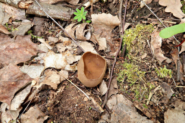 Helvella acetabulum – Hochgerippte Lorchel, Blick in den Becher