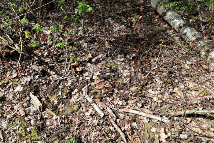 Helvella acetabulum – Hochgerippte Lorchel, ein weiterer Fundort direkt am Waldrand