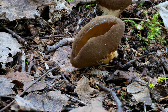 Helvella acetabulum – Hochgerippte Lorchel, die Außenseite der Becher ist leicht körnig