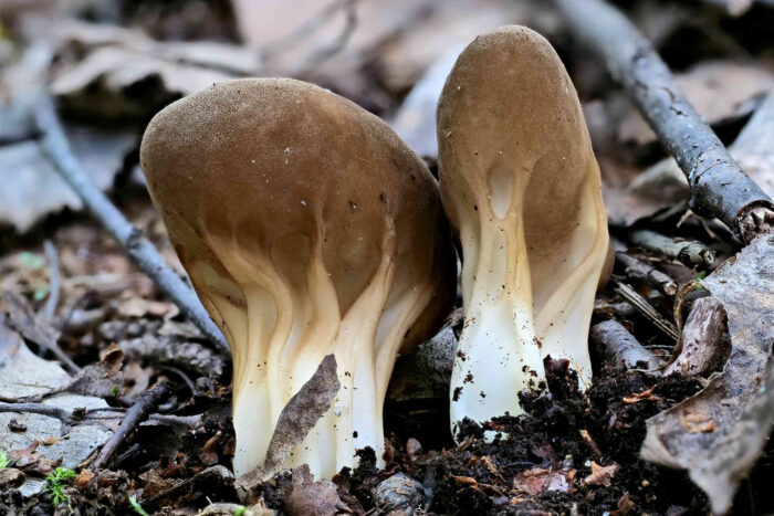 Helvella acetabulum – Hochgerippte Lorchel, zwei sehr schöne Exemplare mit allen typischen Merkmalen