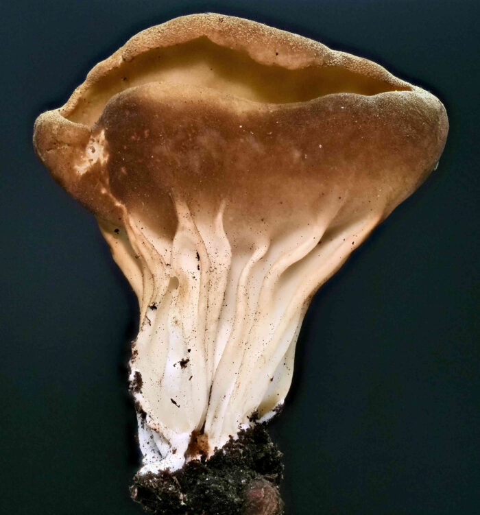 Helvella acetabulum – Hochgerippte Lorchel, ein Prachtexemplar, der lange, gerippte Stiel ist namensgebend