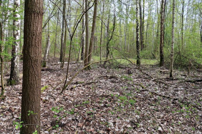 Helvella acetabulum – Hochgerippte Lorchel, Fundort ist ein Auwald mit Eschen und Birken