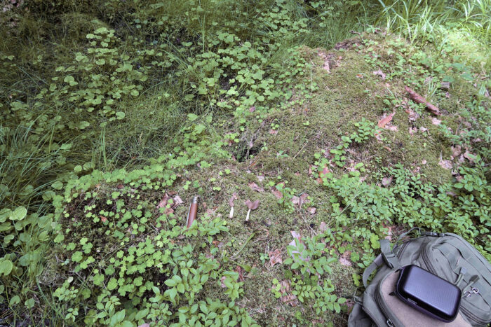 Helvella ephippium – Sattellorchel, Fundort ist in der Nähe eins Baches mit sumpfiger Uferzone