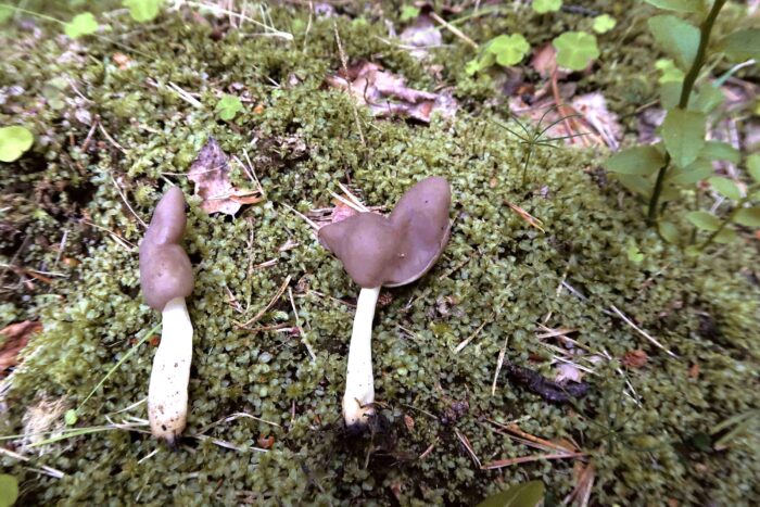 Helvella ephippium – Sattellorchel, die Lorchel wächst direkt im Moos; wie häufig anzutreffen