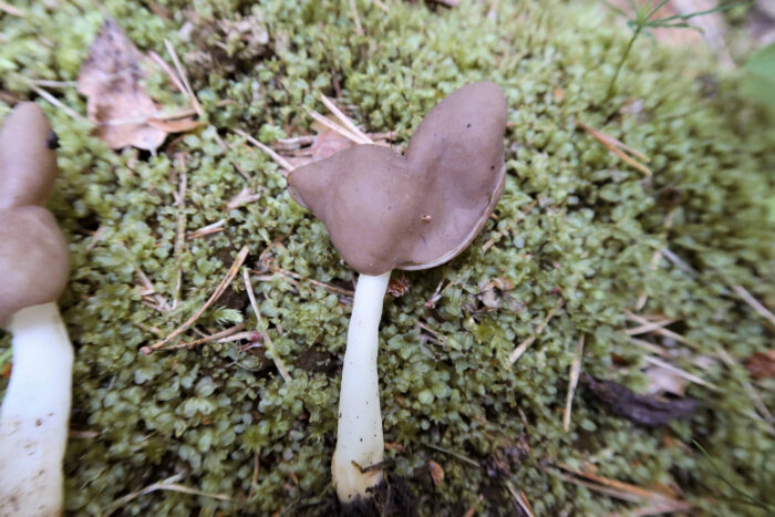 Helvella ephippium – Sattellorchel, Makro des namengebenden Hutes