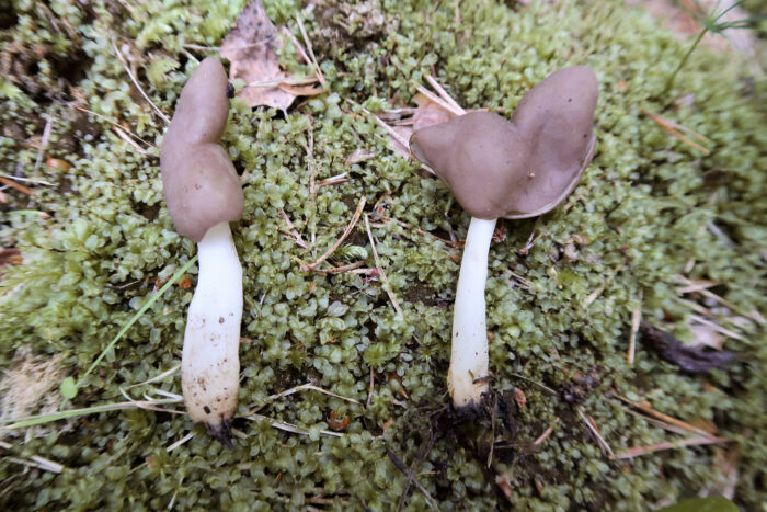 Helvella ephippium – Sattellorchel, sehr gut sieht man den Hut in Form eines Sattels