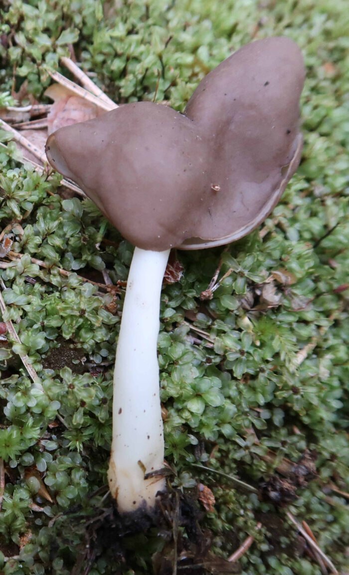 Helvella ephippium – Sattellorchel