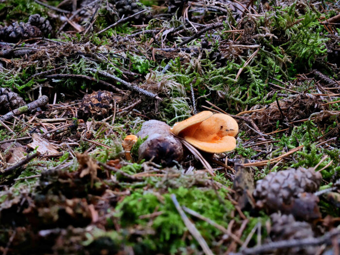 Hygrophoropsis aurantiaca – Falscher Pfifferling, wachsen gerne, wie auch der echte Pfifferling in bemoosten Wäldern