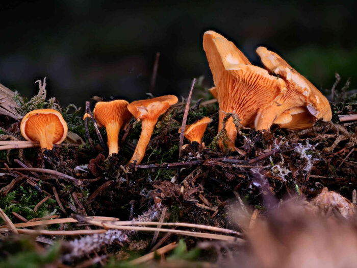 Hygrophoropsis aurantiaca – Falscher Pfifferling, sind häufig in Gruppen zu finden