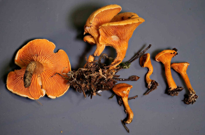 Hygrophoropsis aurantiaca – Falscher Pfifferling, die Pilze besitzen wegschiebbare Lamellen