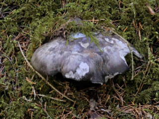 Hygrophorus marzuolus – Märzschneckling, auch die Schnecken lieben diese Pilze