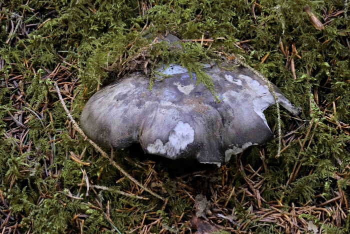 Hygrophorus marzuolus – Märzschneckling, auch die Schnecken lieben diese Pilze