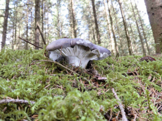 Hygrophorus marzuolus – Märzschneckling, der Wuchsort am Hang ermöglichte diese schöne Aufnahme