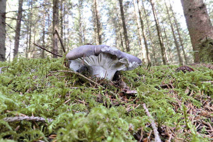 Hygrophorus marzuolus – Märzschneckling, der Wuchsort am Hang ermöglichte diese schöne Aufnahme