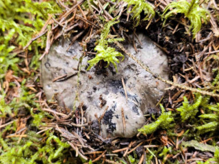 Hygrophorus marzuolus – Märzschneckling, die Pilze sitzen meist tief im Moos verborgen