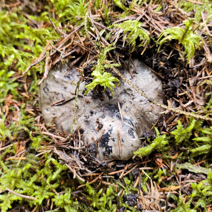 Hygrophorus marzuolus – Märzschneckling, die Pilze sitzen meist tief im Moos verborgen