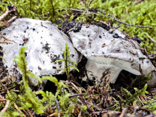 Hygrophorus marzuolus – Märzschneckling, 2er-Gruppe im Moos