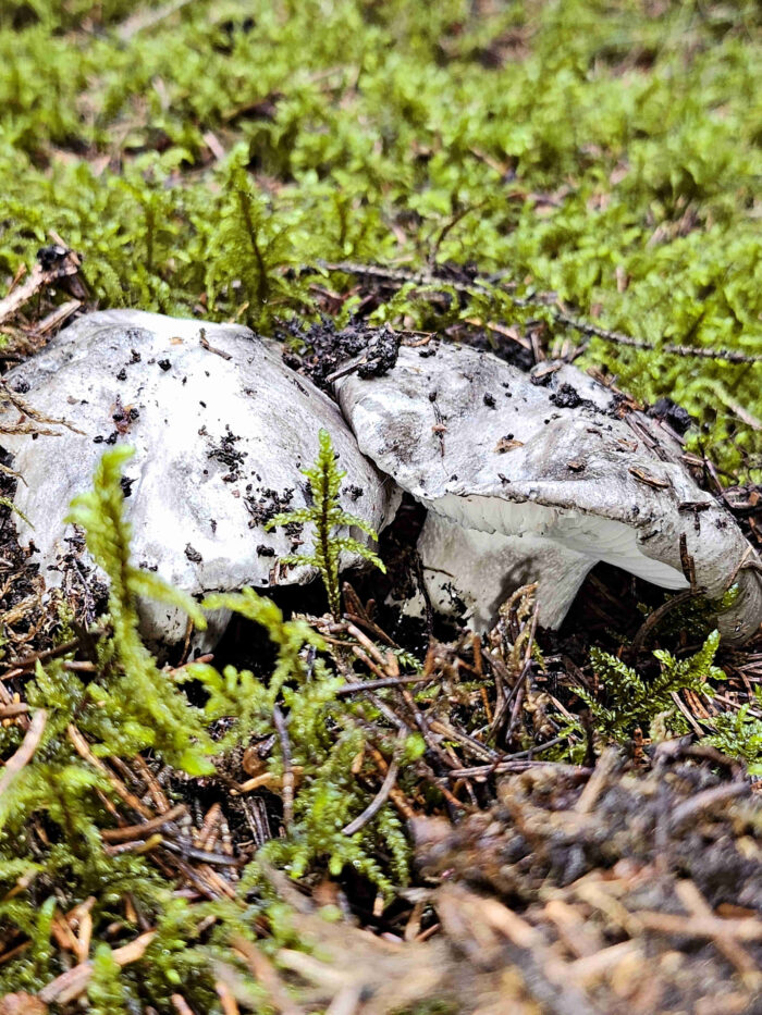 Hygrophorus marzuolus – Märzschneckling, 2er-Gruppe im Moos