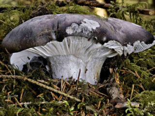 Hygrophorus marzuolus – Märzschneckling, ein wunderschönes Exemplar diese selten Pilzes