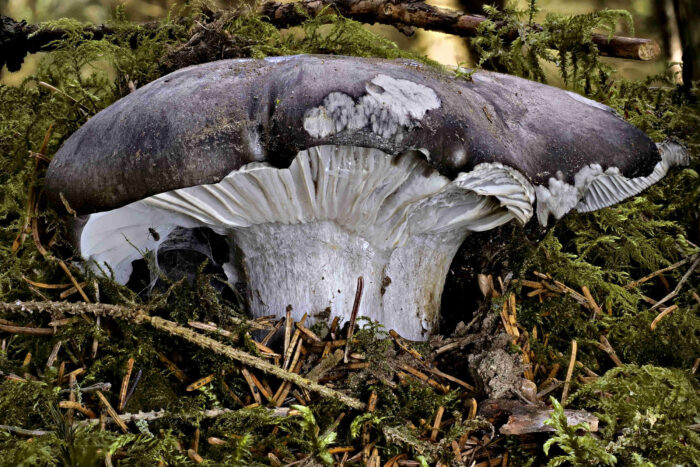 Hygrophorus marzuolus – Märzschneckling, ein wunderschönes Exemplar diese selten Pilzes