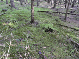 Hygrophorus marzuolus – Märzschneckling, typischer Standort des seltenen und geschützten Pilzes