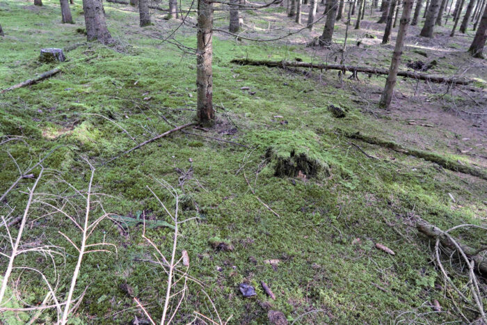 Hygrophorus marzuolus – Märzschneckling, typischer Standort des seltenen und geschützten Pilzes