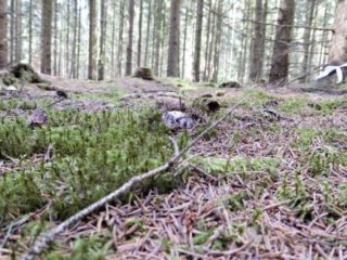 Hygrophorus marzuolus – Märzschneckling, Pilz versteckt im Moos