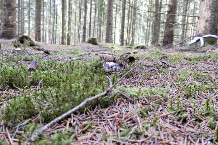 Hygrophorus marzuolus – Märzschneckling, Pilz versteckt im Moos